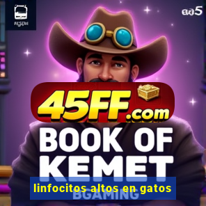 linfocitos altos en gatos